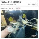 온순한