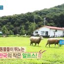 은하목장 Daum카페