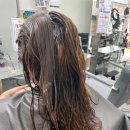 강아지 멋내기 | 대구평리동미용실 여황제미용실 멋내기염색한 후기