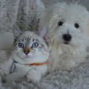 똥꼬발랄 이미지