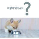 차전펫푸드 이미지