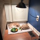 먹구가자 이미지