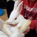 토끼분식 이미지