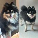 위드곰 이미지
