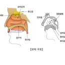 비염의 종류와 증상. 이미지