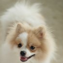 똥꼬발랄 이미지