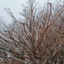 얼음꽃 - 고양시 일산서구 킨텍스로 255 | 얼음꽃