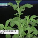 스테비아 이미지