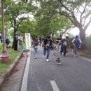 동락공원 반려동물 놀이터 이미지