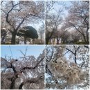 북촌 정독 도서관 벚꽃 맛집 실시간 수양벚꽃 개화 만개 풍경 주차장 운영시간 구내 식당 소담정 정보