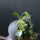 플라워 디자인_핸드타이드 이미지