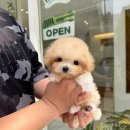 광주강아지분양 마마스미독 24시 광주봉선점 | 광주강아지 마마스미독 24시 광주봉선점 방문 후기