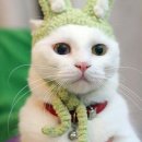 복실복실 Daum카페