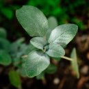 허브이야기 이미지