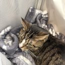 달래동물의료센터 | 진료부터 설명까지 만족한 동물병원 부산 리브동물의료센터 후기