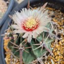 수원-0943 이미지