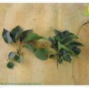 새선영목장 | 2009년 생명음악 1차년도 보고서