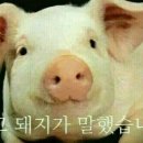 꿉양치킨 이미지