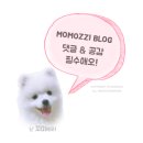 (주)니모닉스 | [칸지독방문]청라애견카페 칸지독 / 칸지독 수제가식