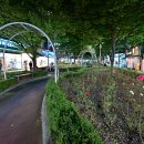 장미의거리3 이미지