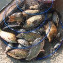 붕어의 신 이미지