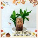 행운목 | 행운목 관리 꽃말 가지치기 키우기 방법