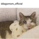 복동이 이미지