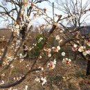 2016년 3월 20일(일) 상추와 열무씨를 뿌리면서 춘분과 초봄을 맞는다 이미지