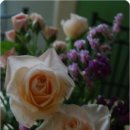 송이송이 이미지