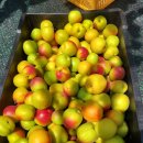 버드네농장 이미지