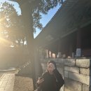 성균관대학교 | 명륜당 성균관대학교 단풍 실시간 후기｜주차·시간·가을 절정 시기 총정리