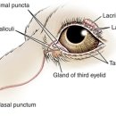 아이웰 동물의료센터 이미지