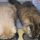 웰빙헤어 | 고양이 설사 사료 본아페티 스킨앤헤어볼케어 급여후기