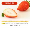 [일본여행] 하토버스 치바 당일투어 참가 1편: 치바 딸기농장 딸기따기체험(딸기무제한먹기), 아쿠아...