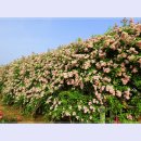 곡성-049 이미지