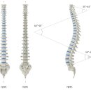 SNPE척추운동 이미지