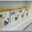 네코스토리 (서울 본점) 고양이 무료 분양 이미지