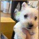 멍벤져스 이미지