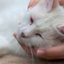 잘하는 동물메디컬센터 이미지