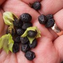 일상~애기용품 조립시작~냉방구석 농부/ Coir Pellets 펠렛 사용법과 후기~멜번은 또 7일간 4단계 봉쇄