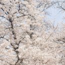 축제장길(법흥동,옥야동) | 2026 안동벚꽃축제 다녀옴 먹거리 포토존 주차