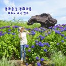 제주 동쪽송당 동화마을 제주도 수국 명소 가볼만한곳