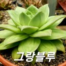 그랑블루 이미지