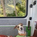 두세네몽 이미지