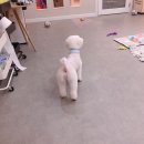 미용하러오개 이미지