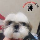 그루밍샵 0105 이미지