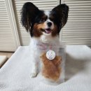 오모몽 | [오모몽]바삭바삭한 노령견에게도 좋은 강아지 수제 애견간식 추천