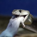 블랙맘바 - 부평구 부평대로32번길 20 | 블랙맘바