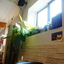 브라운칩 이미지