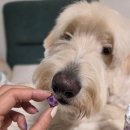 소화건강타운 이미지